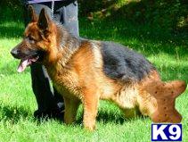Dogs for Sale
